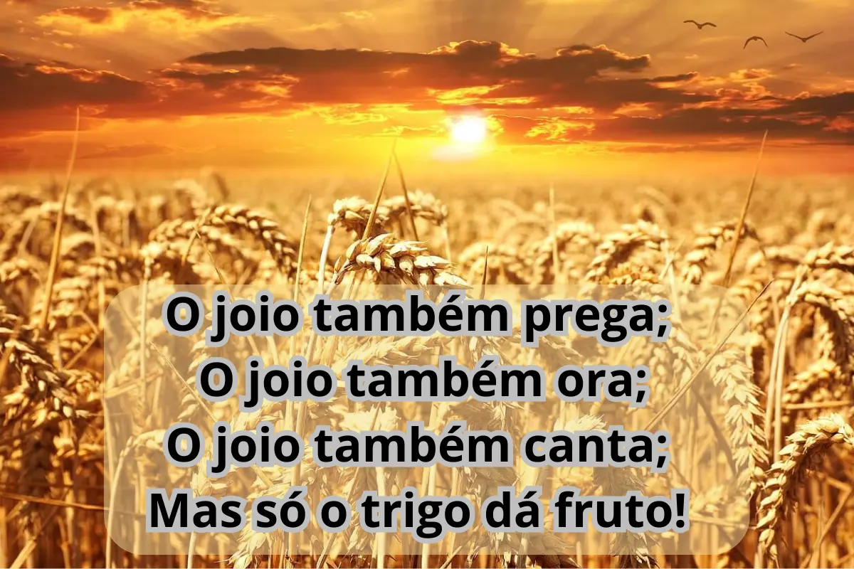 Parábola do Joio e do Trigo - Mateus 13:24-30