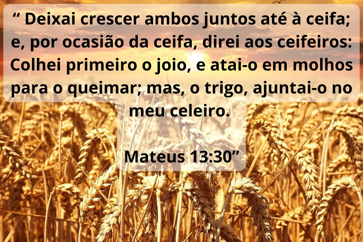 Parábola do Trigo e do Joio - Mateus 13:24-30