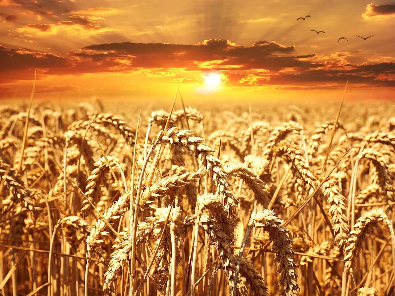 Parábola do Trigo e do Joio - Mateus 13:24-30